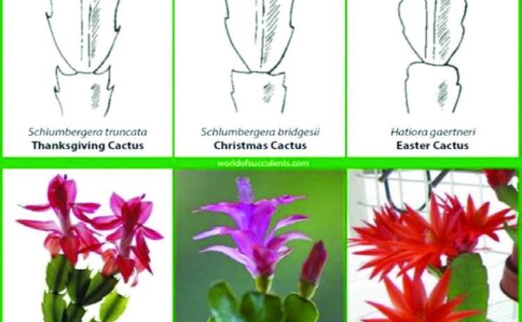 The differences in leaf structure are small, yet the growing media, and light requirements are similar for each of the three holiday cacti varieties. The images depict slight differences between the three types of holidaycacti (courtesy: worldofsucclents.com).