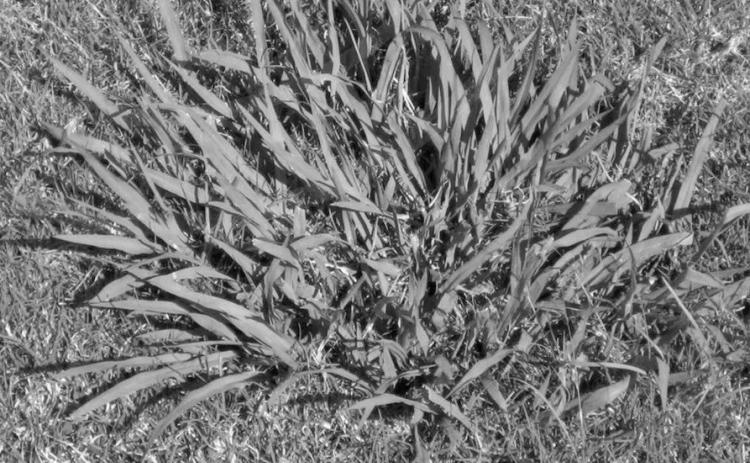 Managing Weeds for a Healthy Lawn