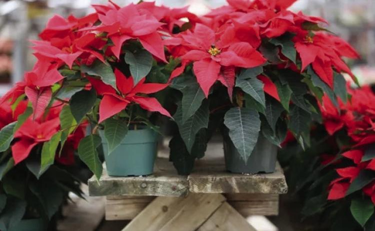 The Poinsettia which is known as “Flor de Noche Buena” (Christmas Eve Flower) in Mexico &amp; Central America. Grown in its native habitat, the tropical shrub can grow up to 10 feet (gardeningknowhow.com).