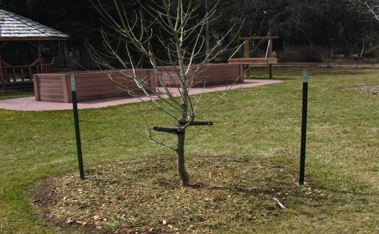 Staking trees is an often-over-looked gardening task but necessary to maintain a tree’s structural growth and root stability. The recommendation is to allow stakes to remain attached to the tree for two years of growth, and the preferred method to protect your investment of time, money, and energy (image courtesy: cheyennegardengossip.wordpress.com). Courtesy Photo