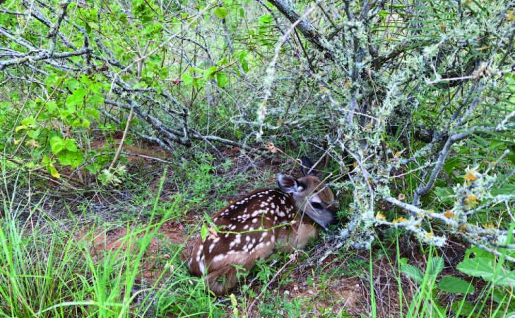 As fawns are born across Texas, an AgriLife Extension wildlife specialist encourages residents not to interfere with seemingly abandoned fawns. Photo courtesy of Miranda Hopper