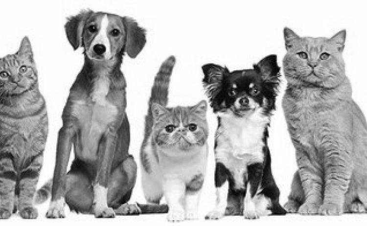 Pet Heat Safety