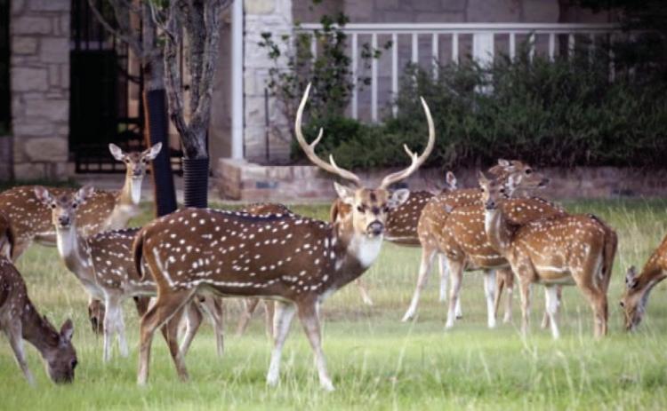 Texas Drawn Hunt Program Opens for the 2024-25 Season Applications