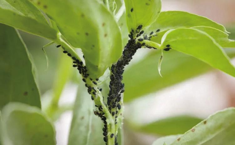 Aphids are feasting on the tender new plant growth. Many gardeners don’t realize that aphids are born ‘pregnant’ and can begin producing offspring from inception. If unchecked, their population will continue growing exponentially, literally extracting the life from plants.