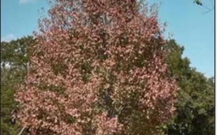 Will The Trees Come Back?