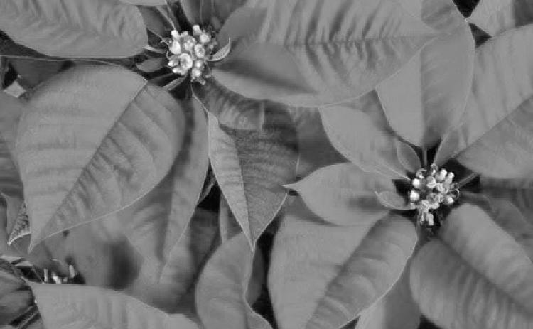 The Poinsettia plant is considered by many gardeners to be symbolic of Christmas. They are available in extraordinary colors, welcome additions to our homes, and make wonderful gifts to family &amp; friends. If plants are provided with an appropriate level of care, they can last many years (image courtesy: insider.com).