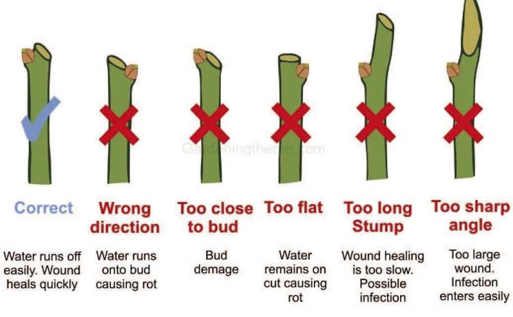 Rose pruning is necessary to remove diseased or damaged canes. Canes must be cut at a 45-degree angle, at least ¼ to ½-inch above an outward-facing bud. Following this rule encourages outward growth, improves circulation, increases sunlight exposure while minimizing damage from crossed canes (gardeningtheme. com).