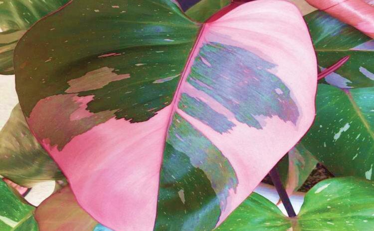 The ‘Pink Princess’ philodendron is a beautiful addition to any gardeners plant collection and will be admired by everyone who casts a gaze upon the plant. Easy to care for with minimal care requirements though over-watering will quickly become detrimental to the plant (image courtesy: urbangardencenter.com).