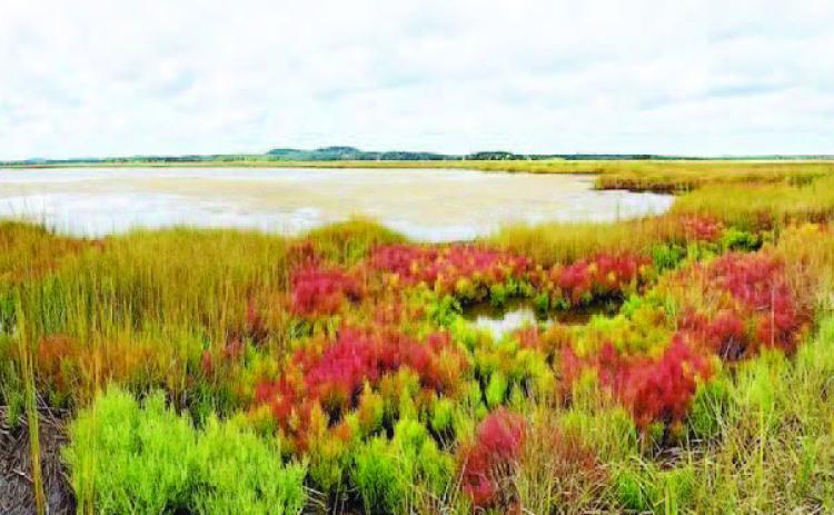 Canada Geese and other wildlife utilize the sea pickle as an important food source, but did you know that when cattle graze a salt marsh, consuming the sea pickle plant adds salt and mineral content to satisfy nutrient requirements (courtesy: friendsofrachelcarsonnwr.org).