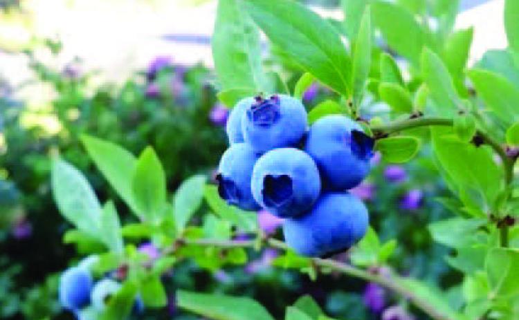Homegrown blueberries are one of the most rewarding fruits to grow- and surprisingly easy to grow in our SETXs’ warm, humid climate with a bit of ‘know-how’. Successful blueberry crops begin with understanding and meeting plant specific requirement which begins with soil preparation (courtesy: plantilion.com).