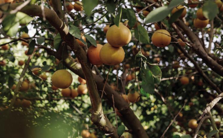 Grapefruit trees at Lone Star Citrus Growers groves in Mission on Dec. 16. A pair of natural disasters — including Winter Storm Uri in 2021 — and a lack of water has put the million- dollar citrus industry and regional leaders on edge. Credit: Michael Gonzalez for The Texas Tribune