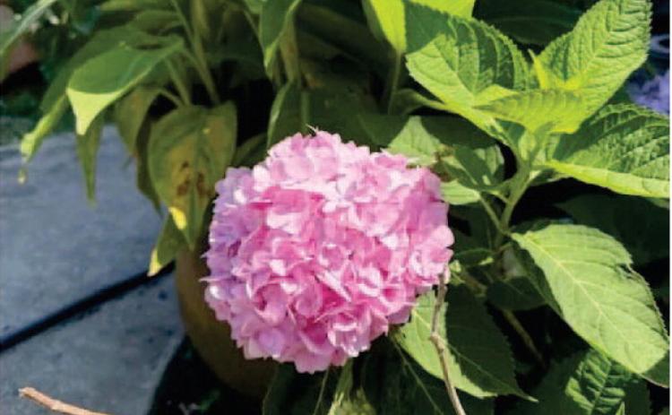 Hydrangeas are known for their large, showy blooms, which can be found in various colors and arrangements. They are popular ornamental plants, thriving in both gardens and containers (Image Courtesy: Walter Avila).
