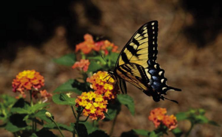 Courtesy Photo gardeningknowhow.com