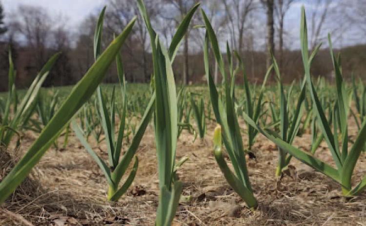 Once leaves begin to appear in spring, it’s time to feed the plants with two teaspoons high -nitrogen fertilizer which slowly decomposes, such as blood meal which must be worked into the soil near the plant (Courtesy: Stonepierpress.org).