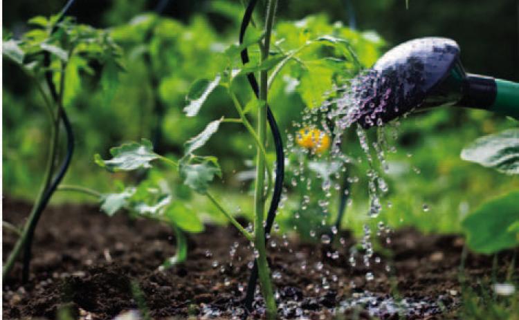 Understanding correct watering techniques conserves water and provides plants with beneficial water without wasting water, Texas' most precious natural resource. Courtesy Photo gardeningknowhow.com