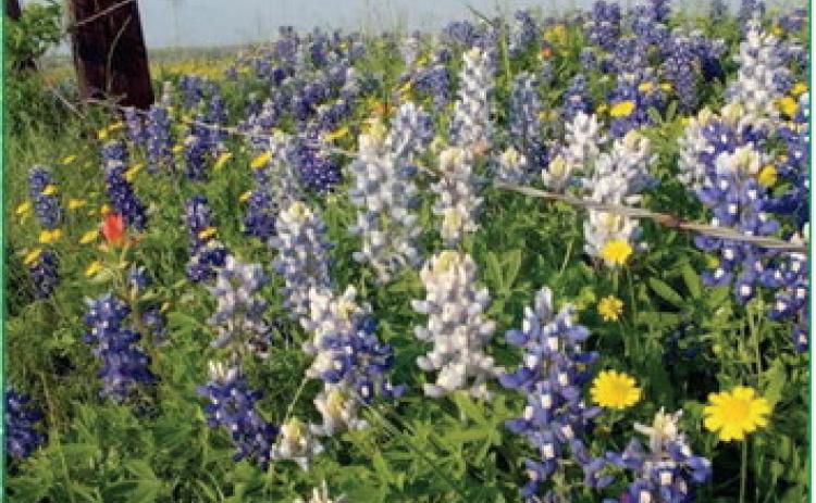Beautiful vistas abound while traveling through Texas Hill country during spring. Numerous wildflower types provide a visual assault to each spectator with a cacophony of color. A yearly demonstration of Natures’ exuberance. If you are considering a wildflower garden or meadow, preparation begins now to create a stunning vocal point (courtesy: Texashighways.com). Courtesy Photo, John Green, Certified Texas Expert Gardener