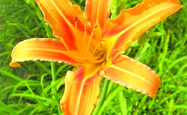 Daylilies (Hemerocallis fulva) are perennials which thrive in most USDA zones, including ours (zones 9A &amp; 9B). The plants are hardy and can manage SETX blistering summers and require only slight maintenance once established (image courtesy: onlyfoods.net).