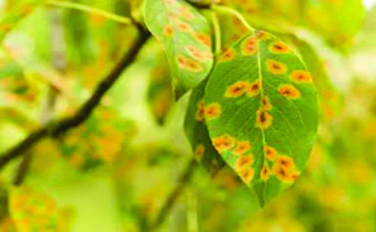 Determining if a tree is ailing from environmental stress or if under attack from insects and disease is difficult as the initial signs may appear similar. This often requires more intense scrutiny and further detailed investigation to determine the culprit and cause (courtesy image: depositphotos. com).