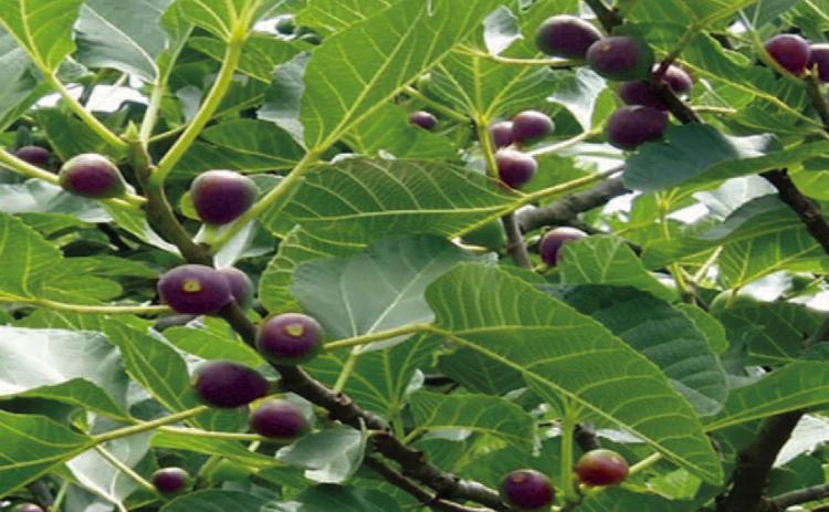 Fig trees are (celeste pictured) are easy to grow and will produce figs for many years if provided full sun exposure, in a well-drained area. The fig is soft and sweet ‘fruit’ with an almost creamy texture. They are used in baking, to sweeten meats, dried as a snack, and made into preserves with an assortment of added flavors. (Courtesy: plantmegreen.com).