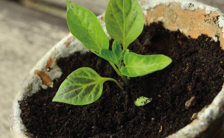 Starting seeds is one of the most economical methods of growing plants and an exciting start to any season, not to mention it is fun to grow plants from seeds (courtesy: almanac.com).