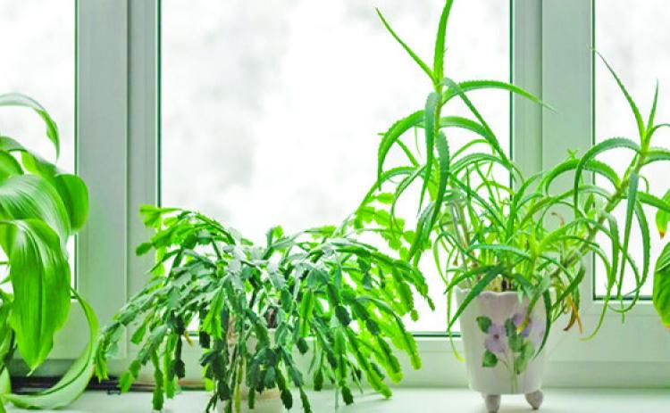 Houseplant Relocation: