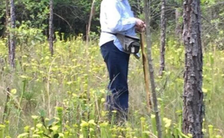 Conservationist Maxine Johnston in Pitcher Plant Patch Courtesy Photo
