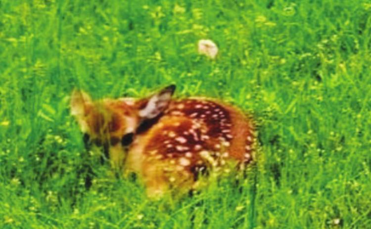 Biologists remind the public not to touch wildlife