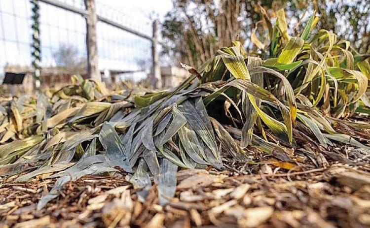 Subfreezing temperatures arrived in SETX but for a few nights but many of our landscape plants show clear evidence of winters’ presence (image courtesy: agrilifetoday.tamu.org).