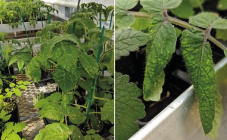 Signs of edema are noticeable on the tomato plant leaves, appearing as lesions. If the environmental conditions persist the tomato plant will continue to deteriorate, fruit production will diminish, and the plant will eventually succumb unless environmental conditions are changed (image courtesy: hortidaily.com).