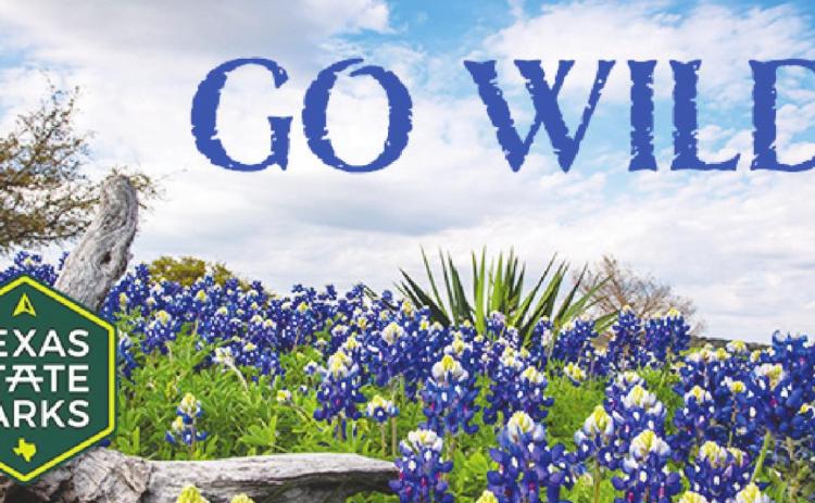 GO WILD!