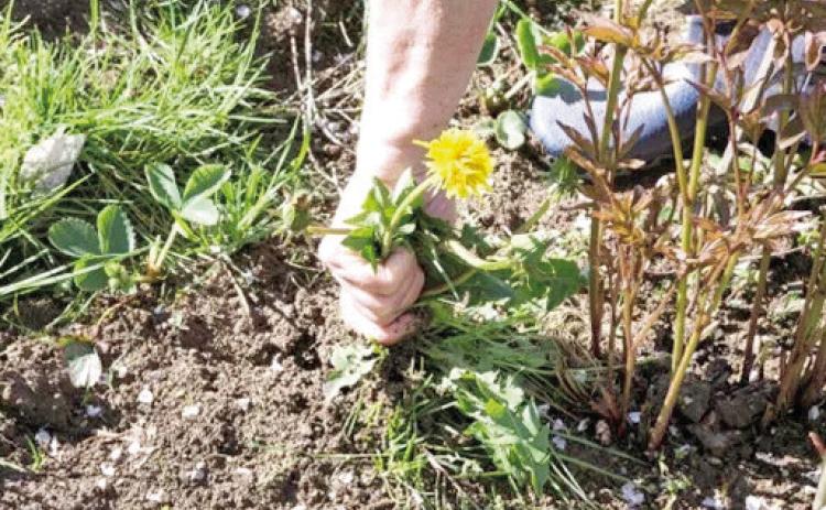 Weeds growing in a garden plot is the bane of all gardeners. Manually pulling weeds from isolated spots is not too much of a burden but the moment a gardener skips a few days of performing such a mundane task quickly becomes problematic requiring more energy to remove and control the weedy issue (Courtesy: kellogggarden.com).