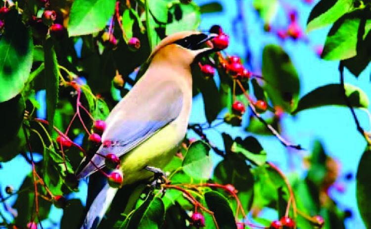 Feathers to Foliage: Significance of native plants