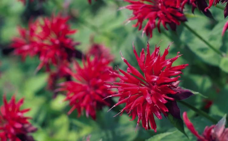Monarda (Bee Balm) is one of numerous plant varieties considered by many gardeners to have the ability to reduce insect populations (especially mosquito) when strategically planted. There are several plants which have chemical properties insects find offensive when their leaves, stems or flowers are damaged releasing odors some insects find noxious (courtesy: todayshomeowner. com).