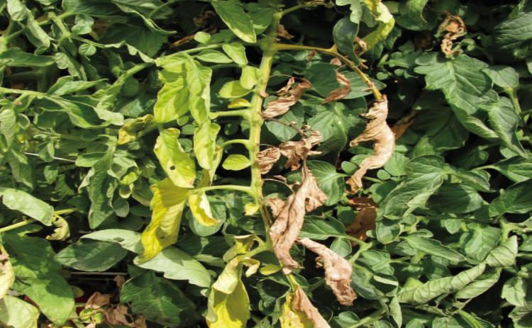 Initial signs of fusarium wilt are yellowing leaves and wilting along one side of the plant, a leaf, branch, or several branches. As the fungus spreads, more yellowing and wilting occurs with leaves dropping off prematurely (image: ag.purdue.edu).