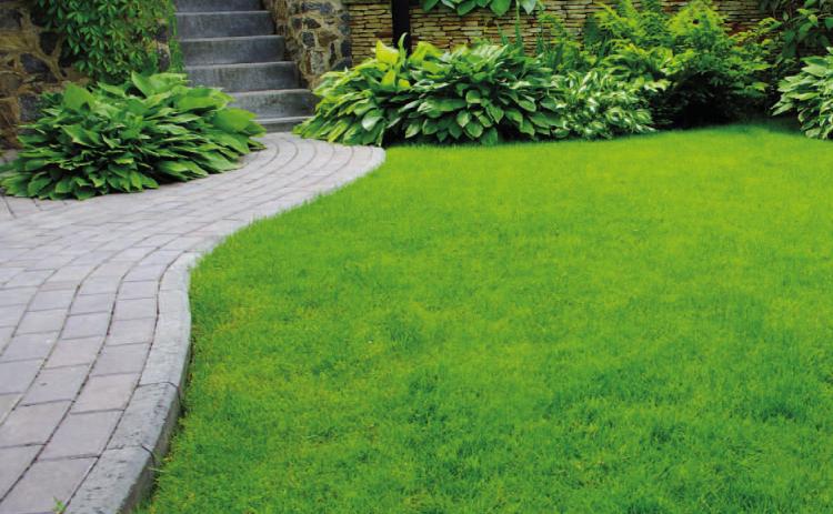 Taking care of your yard during a heat