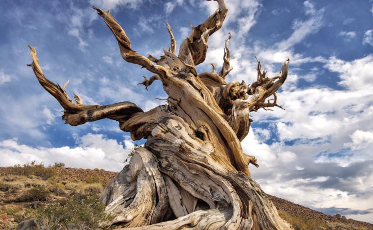 The world’s oldest tree (Methuselah) is more than 4,800 years old and pushing the limits of longevity. The tree is located somewhere in the Inyo National Forest (California’s White mountains). The Forest Service doesn’t provide the tree’s exact location for a reason…ensuring protection against social media hordes who might damage the tree or reckless researchers (Getty image).