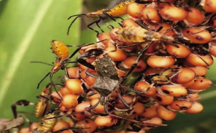 The leaf footed bug in differing life cycles enjoy extracting nutrients from plants piercing foliage, fruit, seeds, and other plant parts using modified mouth parts (tubes) (courtesy image: agrilife.org).