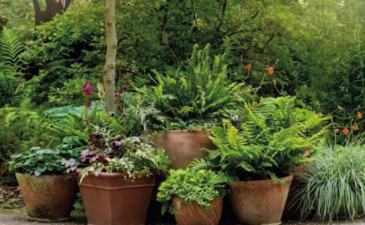 Houseplants, topicals, and other ‘sensitive’ plants overwintering indoors for the past several months have most likely received limited sunlight. Before returning plants outdoors, select a location which will provide partial shade and a few hours of morning sunlight but have protection from full sunlight, especially afternoon sun (courtesy: Southernliving.com).