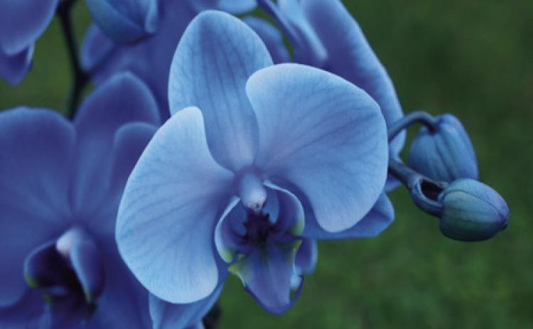 The color palette of numerous genera of orchids is vast, a literal rainbow of colors from which to choose that include red, pink, white, green, purple, orange, white, and by far the rarest of orchid colors is blue. This seems ambiguous since ‘blue’ orchids are readily available at local retail and online merchants (courtesy: naturalplanet.com).