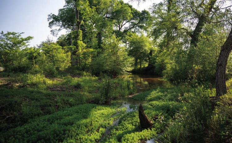 Texas Parks and Wildlife Department Acquires First New East Texas Wildlife Management Area in Nearly Two Decades