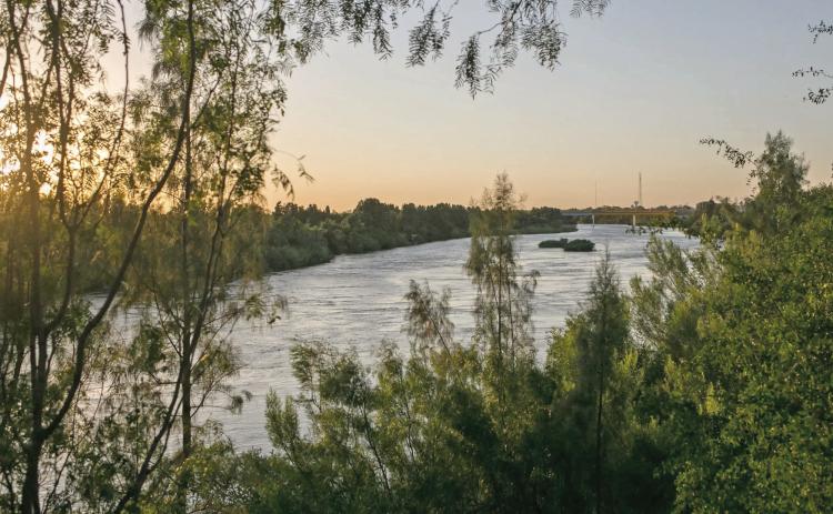 The Rio Grande seen through dense brush near the Starr-Camargo bridge in Starr County. The state recently purchased a ranch in Starr County that it’s now offering to the federal government for a migrant detention center. Credit: Meghan Dhaliwal for The Texas Tribune