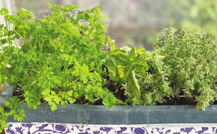 Homegrown Garnishes Add Flavor, Nutrition and Eye Appeal to Meals