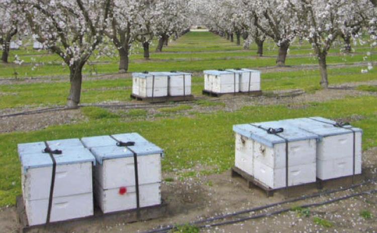 Each of the beehive boxes represents millions of visits to flowers, this is the number of flowers needed to produce a single pound of honey with another 6 to 8 million flowers to produce a pound of wax to build the comb (courtesy: Scientificbeekeeping.com).