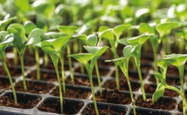 Spring Garden Success: Planning Begins Now