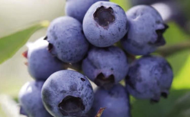 A pristine cluster of ‘Brightwell’ blueberries are bursting with flavor and ready to harvest. Gather them when the entire berry has a dark blue color with no other colors present on the berry, since blueberries will not ripen further after harvesting (Getty image).