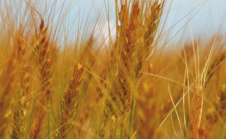 The annual farm and ranch seminar presented by AgriLife Extension’s District 8 will be virtual this year and all producers are welcome. (Texas A&amp;M AgriLife photo by Kay Ledbetter)