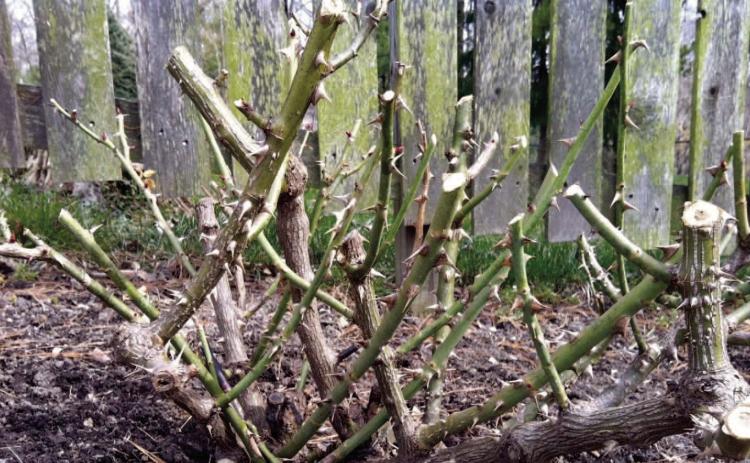 Roses require pruning to maintain a tidy appearance, for increased air circulation, and to control habit. Pruning methods vary according to the rose type. In Southeast Texas, roses usually are cut back severely due to our longer growing season (plantingtree.com).