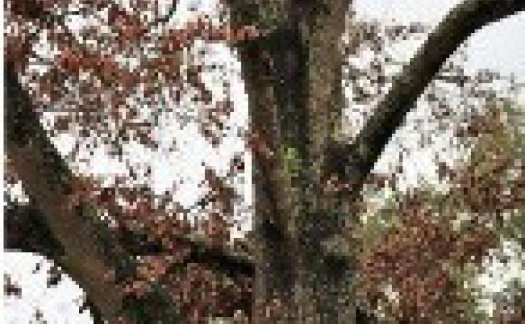 Why are my trees dying?