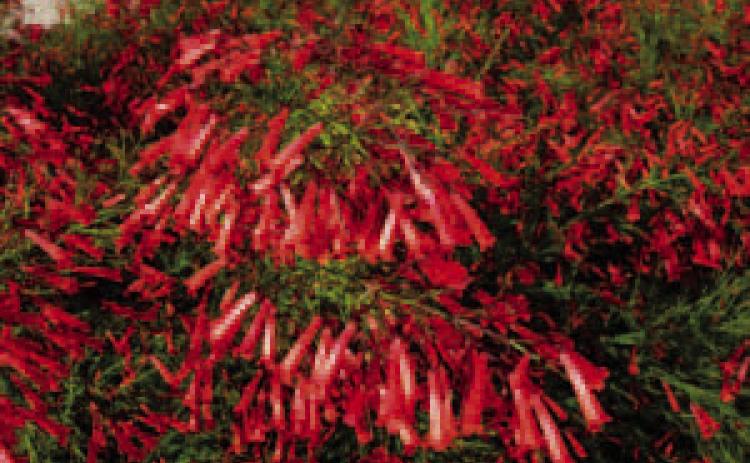 The firecracker plant’s blooms provide fiery bursts of color all season long. Their tubular shape are also attractive to hummingbirds. Texas A&amp;M AgriLife Photos by Mike Arnold