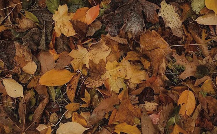 Many trees lose their leaves during the fall and winter months, this is a survival mechanism for the tree, where going dormant allows the tree to conserve energy and water. Fallen leaves provide needed landscape nutrients and habitats for over-wintering pollinators (image courtesy unsplash.com).